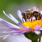 Highways England makes efforts to protect bees