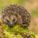 House builders ordered to protect wildlife
