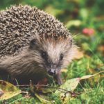 Hedgehog highways and bee hotels