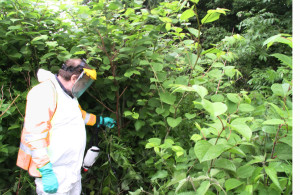 Knotweed-smaller-cropped