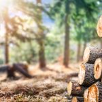 Timber roadmap to boost construction and reduce emissions