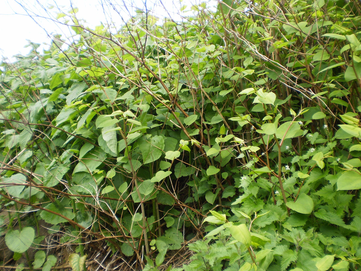 Three-Shires-Japanese-Knotweed