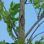 DIO carries out tree felling on Salisbury Plain