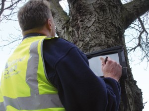 Tree-Surveys-Surgery