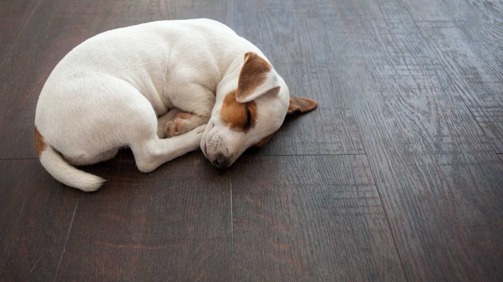 The Best Flooring Options For Pets Uk, Best Floor Covering For Dogs Uk