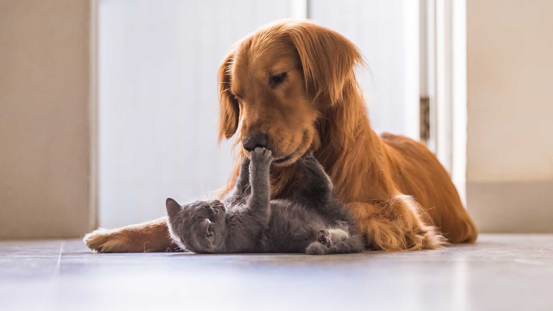 The best flooring options for pets