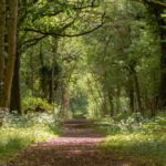 Deforestation of ancient woodland for HS2 halted