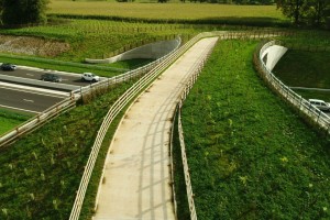 Opened in March 2017, the new A556 'green bridge' has provided a winter wonderland for local wildlife.