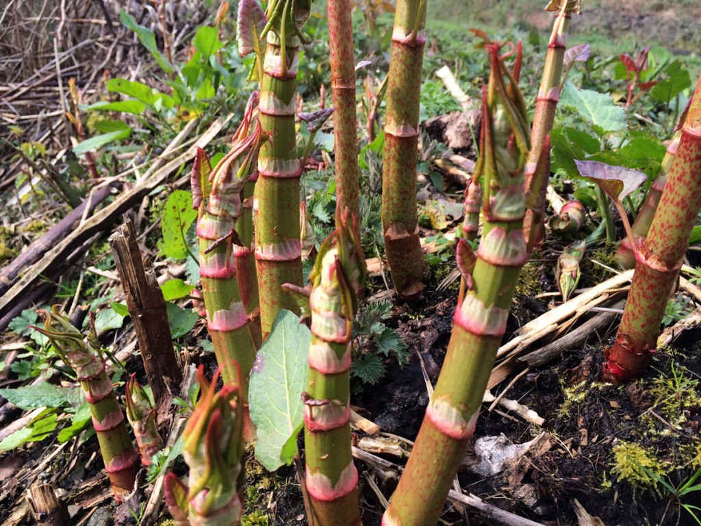 Invasive plant species advice from AJK