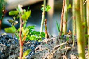 Himalayan balsam and Japanese knotweed are two of the most feared and well known alien invaders. We look at biosecurity in construction.