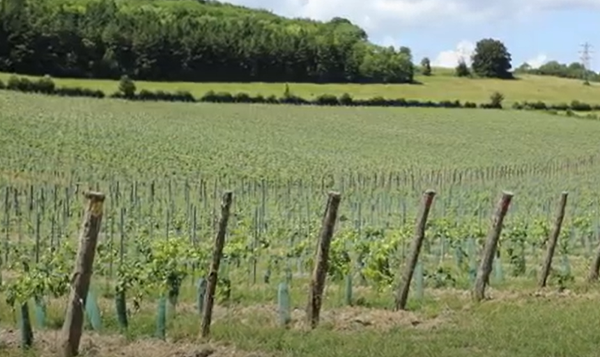 Lower Thames Crossing case study: Vineyard Farms