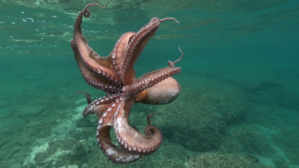 Octopus inspires new suction mechanism for robots