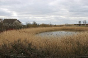 philaldous-Suds_pond_at_Cromar_Drive_-credit edward mcmaihin_