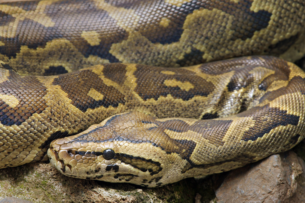 Snakes on a site
