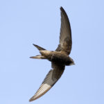 RSPB calls for buildings to accommodate swift nests