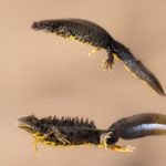 New scheme to protect newts created for Kent development