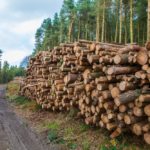 The future importance of timber