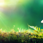 Building for people and wildlife